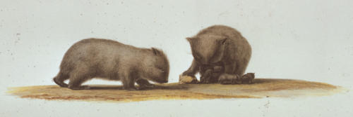 C.-A. Lesueur, Wombat (Vombatus ursinus)