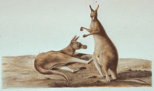 C.-A. Lesueur, Kangaroo (Macropus rufus).