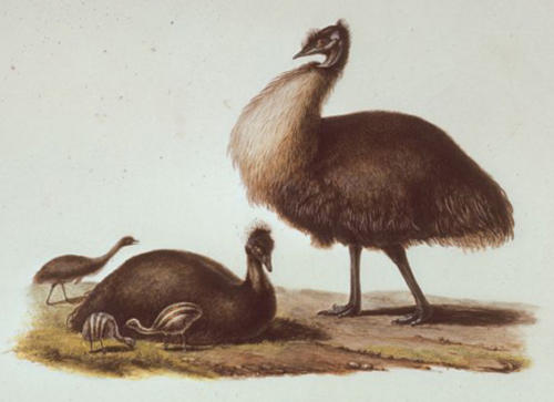 C.-A. Lesueur, Dwarf emu (Dromaius baudinianus)) lle Decrès (Kangaroo Island)